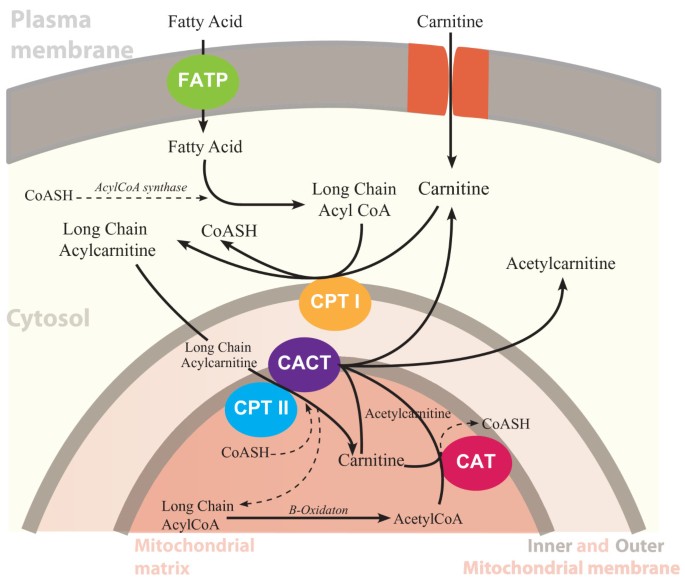 L-carnitine